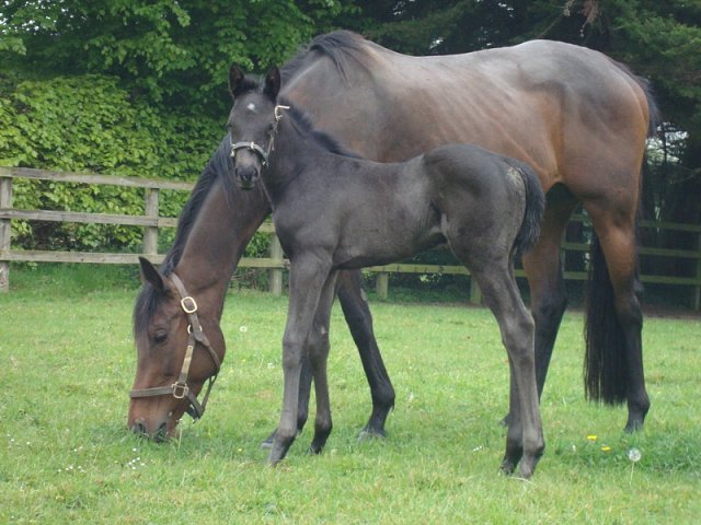 Speckled Meadow second at Leopardstown on 20th July 2023