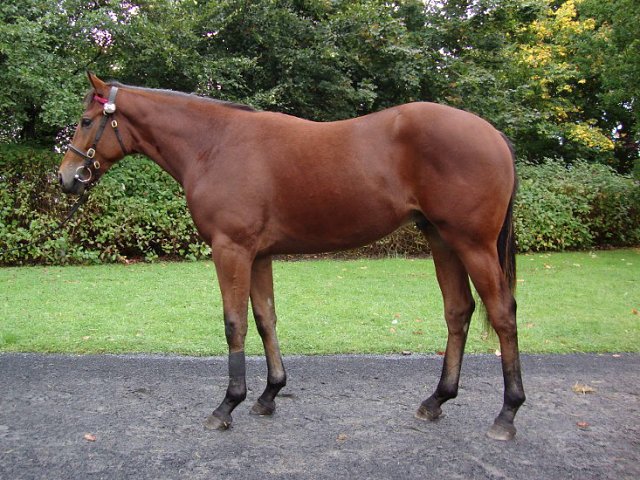 Spin Point second on racecourse debut