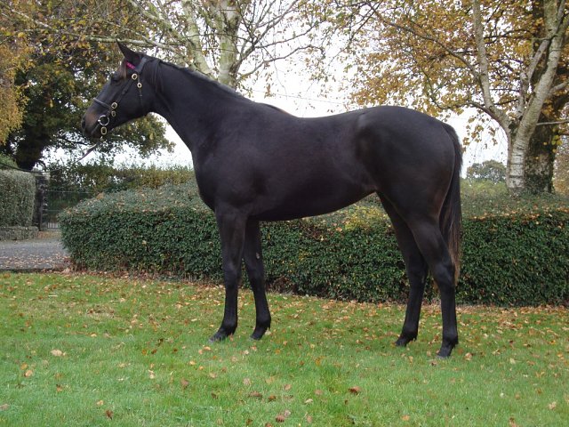 Splish Splash wins at Haydock on 17th October 2025