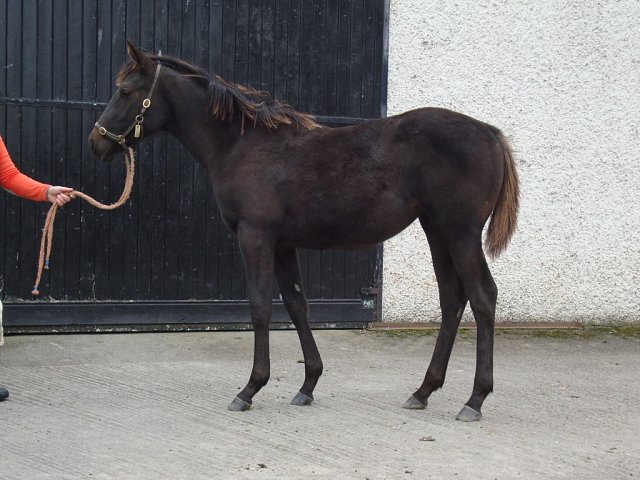 Splish Splash third on racecourse debut at Newbury on 28th August 2025