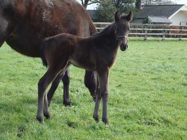 Splish Splash third on racecourse debut at Newbury on 28th August 2025