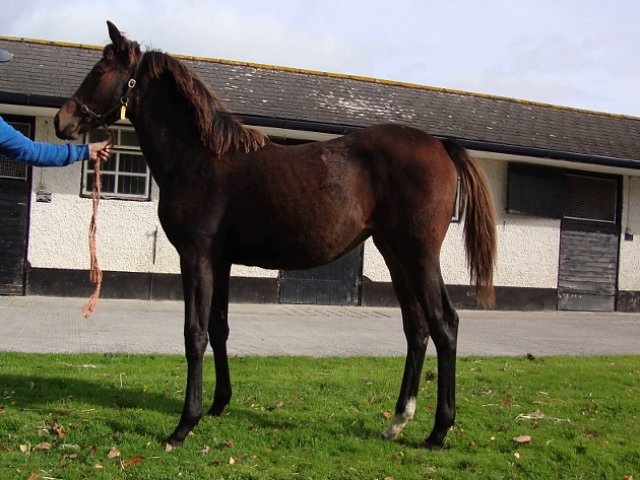 St Clerans second at Gowran Park on 12th August 2020