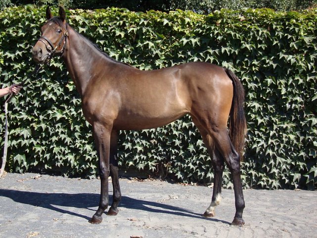 St Clerans third at Thurles on 10th October 2019