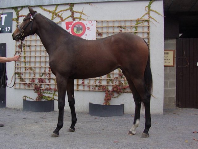 St Clerans third at Thurles on 10th October 2019