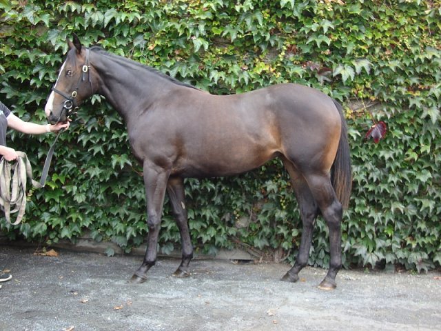 Suffrajet wins at Nottingham on 3rd November 2021