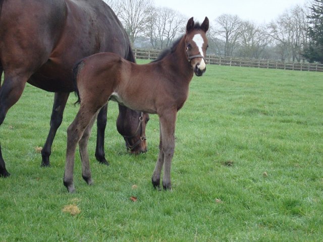 Suffrajet wins at Kempton on 6th December 2023