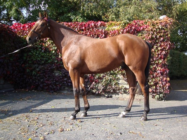 Summerghand second at Ascot on 1st October 2022