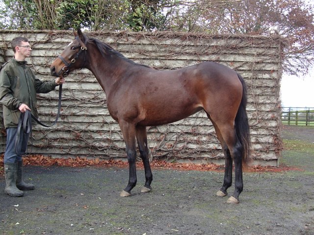 Switchel wins at Chelmsford on 7th November 2024
