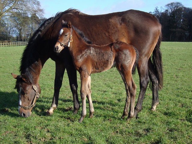 Switchel second at Lingfield on 21st November 2024
