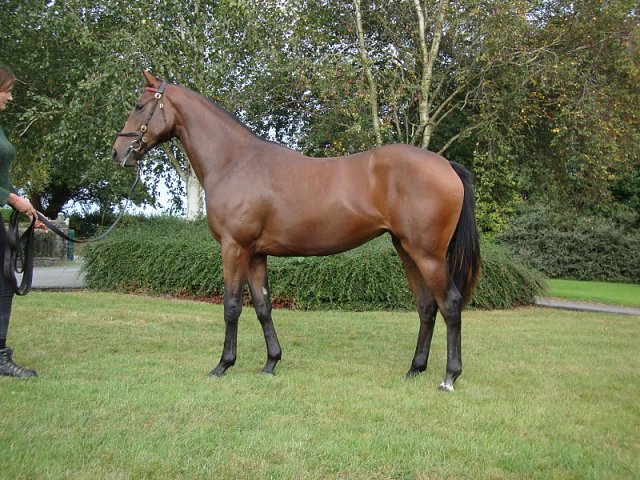 Talia second at Dundalk on 13th October 2023