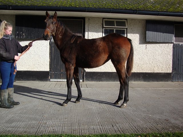 Talia second at Dundalk on 13th October 2023