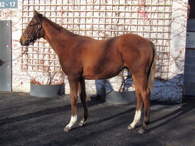 Tam Lin third at Naas on 13th October 2024