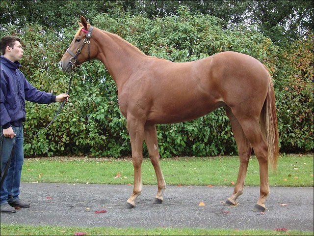 Tanzspiel second in Keeneland maiden
