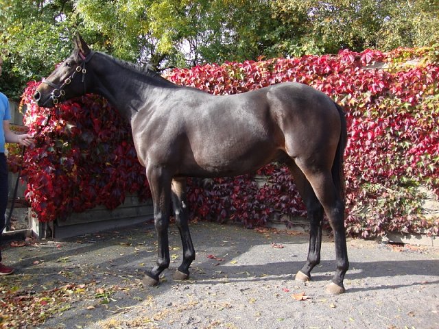 Temple Church third at Haydock on 6th September 2018