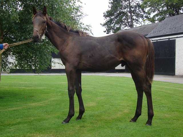 Temple Church third at Haydock on 6th September 2018