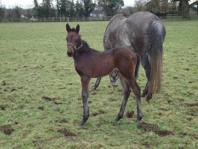 Temple Church wins at Newbury