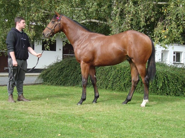 Terrano wins on racecourse debut at Florence, Italy on 28th September 2023