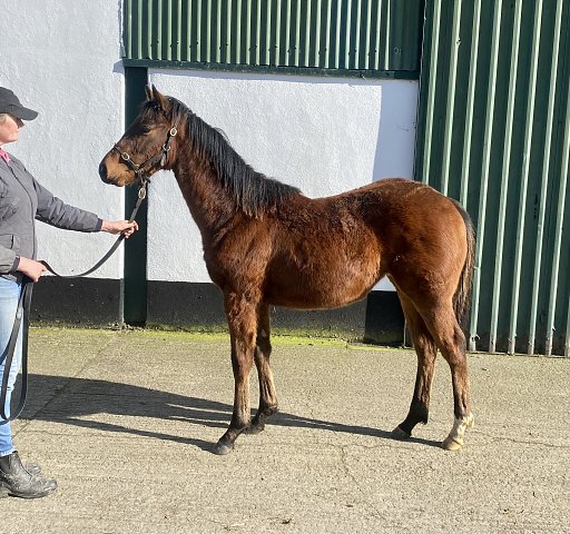 Terrano wins at Rome, Italy on 8th March 2024