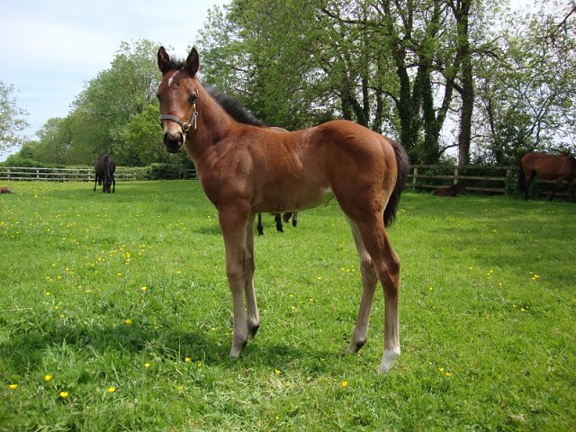 Terrano wins at Rome, Italy on 17th November 2023
