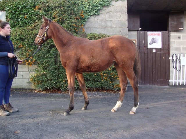 Testa second at Deauville on 30th December 2019