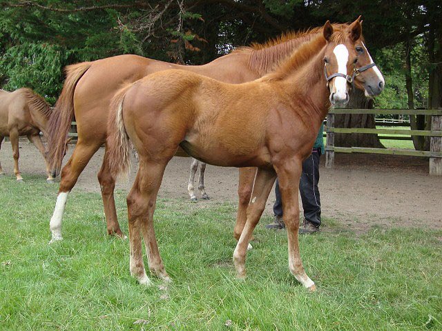 Thawaany wins at Clairefontaine