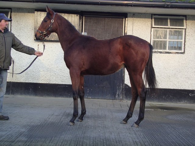 The Muffin Man third at Carlisle on 1st June 2023
