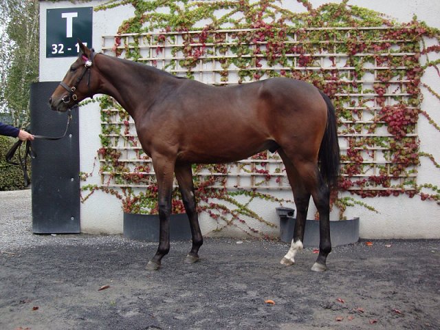 Thermoscope third at Hamilton on 8th June 2023