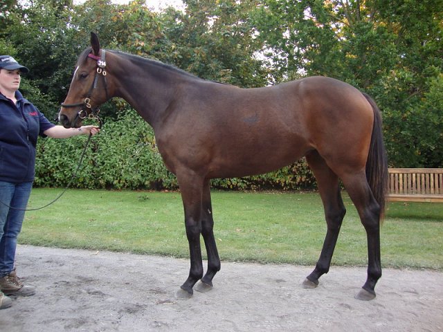 The Tulip second at Tipperary