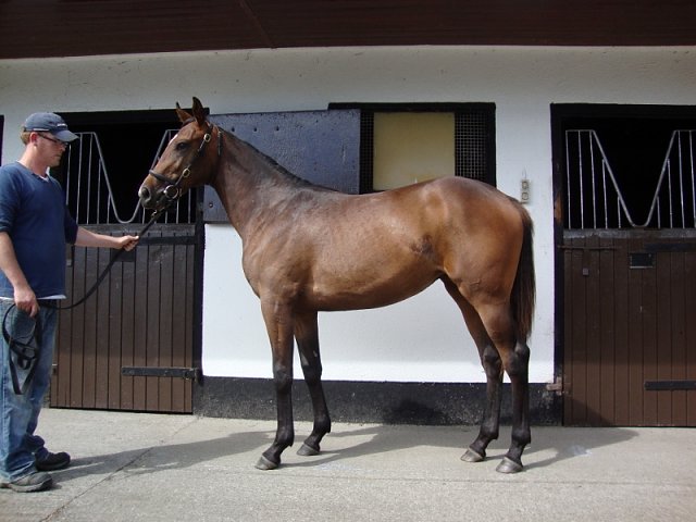 The Tulip second at Tipperary