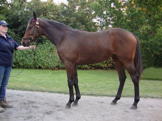 The Tulip second at Leopardstown