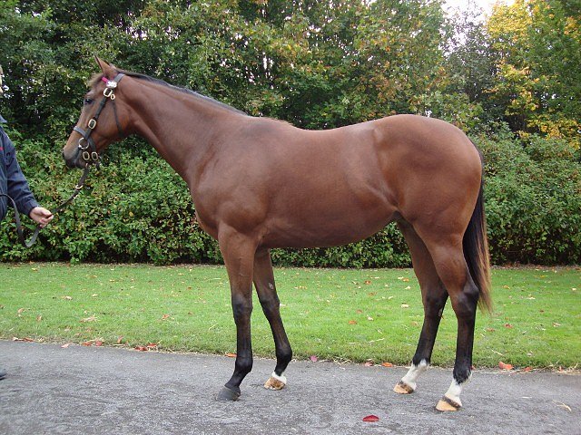 Thorntoun Lady third at Newcastle on 31st January 2019