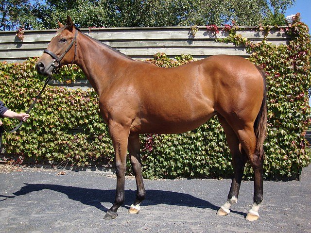 Thorntoun Lady third at Newcastle on 31st January 2019