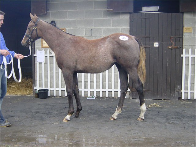 Tislaam second at Lingfield