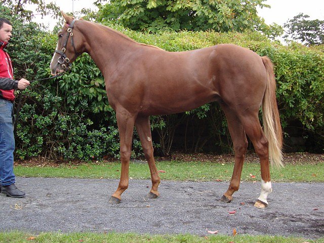 Tornado Watch second at the Curragh on 9th June 2018