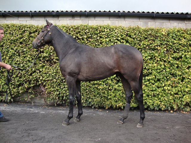 Track Master wins in Italy