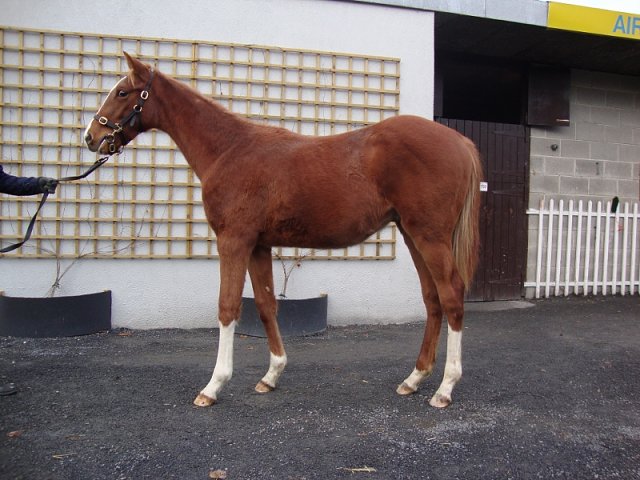 Trumpet's Call third at Newcastle on 16th October 2020