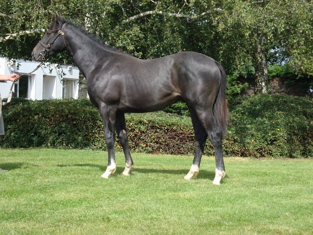 Tyrrhenian Sea wins Listed race at Lingfield on 31st December 2023