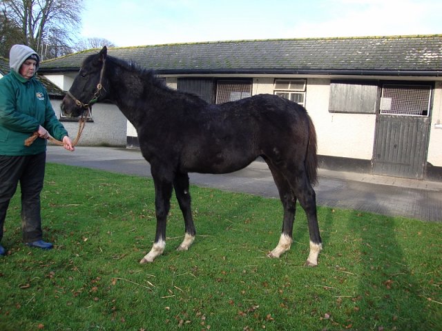 Tyrrhenian Sea second in Listed Race at Lingfield on 18th November 2023