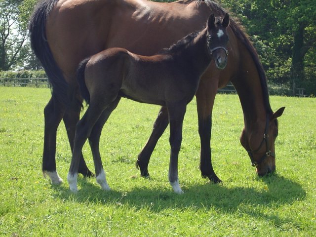 Tyrrhenian Sea third at Southwell on 24th February 2024