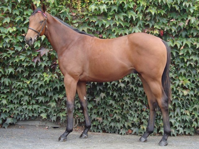 Ursa Minor third at Meydan on 6th February 2022