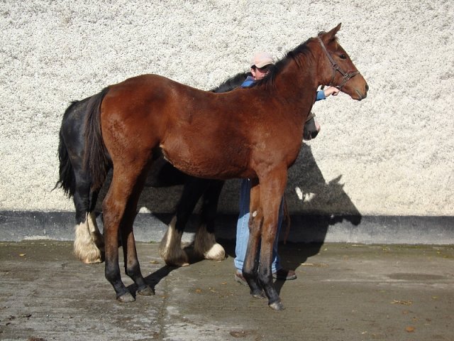 Ursa Minor second at Newmarket on 29th June 2019