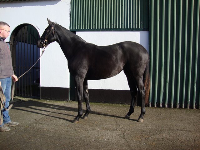 Vadiana third at Roscommon on 1st June 2023