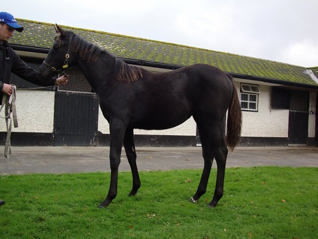 Vadiana wins at Dundalk on 21st December 2022