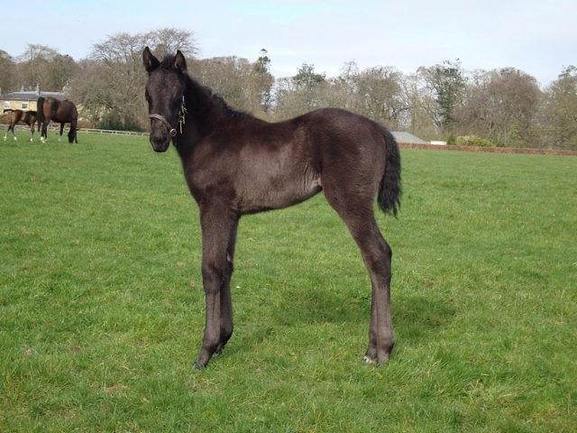 Vadiana wins at Dundalk on 21st December 2022