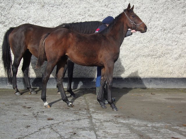 Valeria Messalina second at Goodwood on 31st July 2020