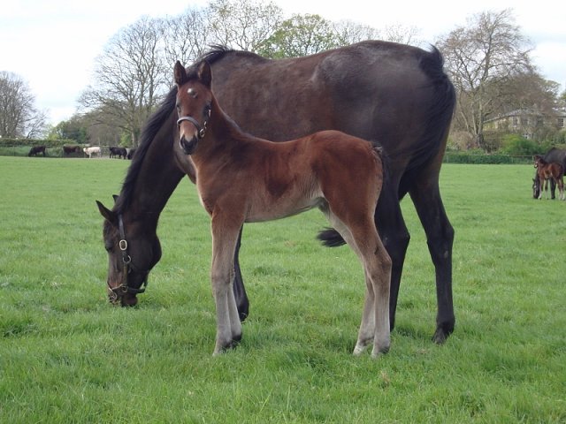 Valeria Messalina second at Goodwood on 31st July 2020