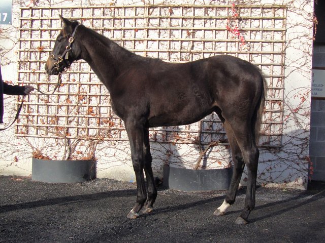 Valiancy second at Haydock on 30th May 2025