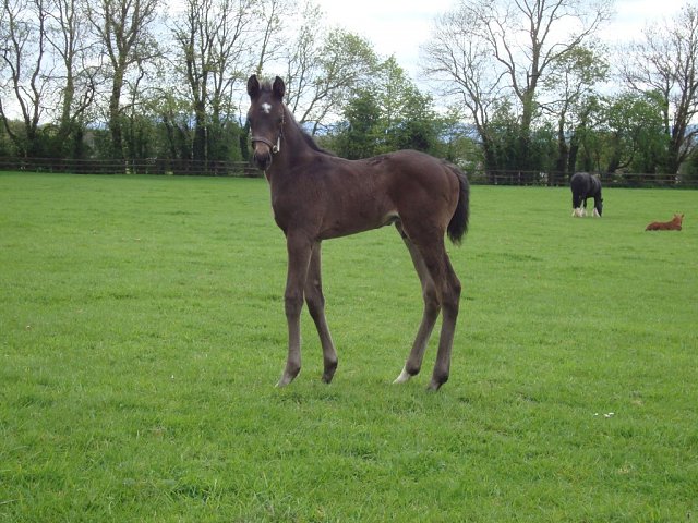 Valiancy second at Haydock on 30th May 2025