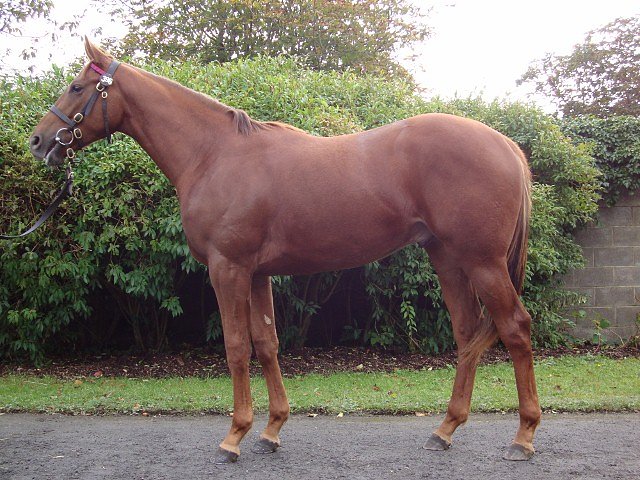 Veya third at Fair Grounds