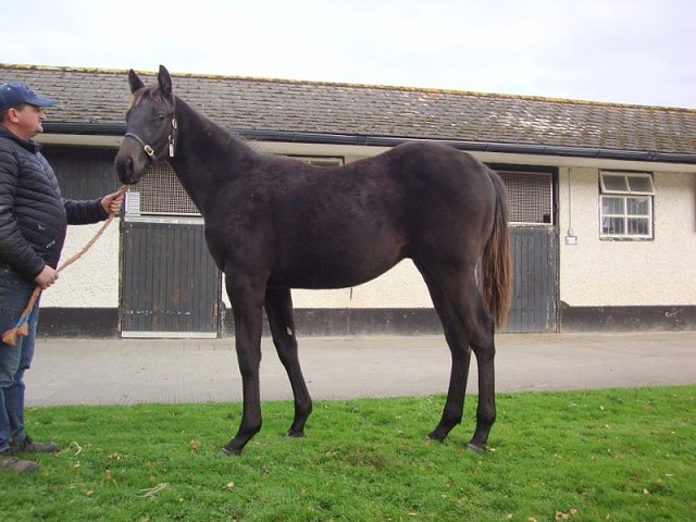 Victory Dance second in Group 2 at Newmarket on 9th July 2022